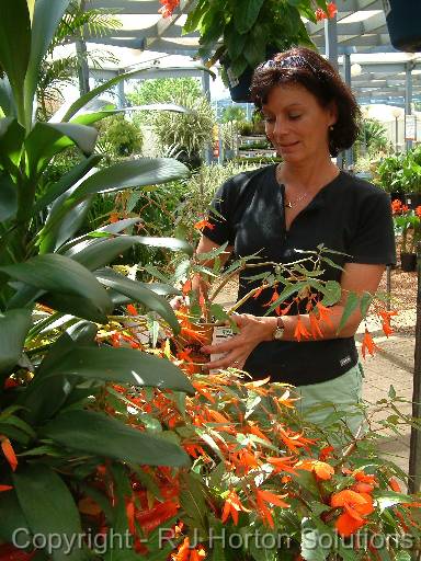 Begonia Karen 